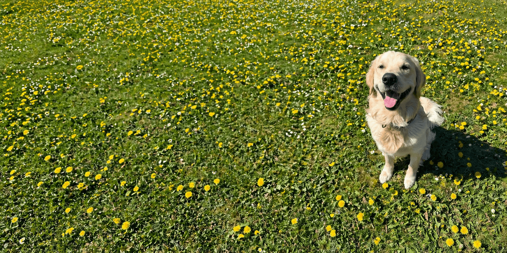 A happy dog in a field